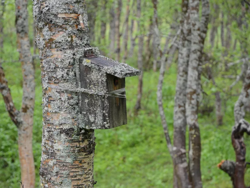 En lavövervuxen fågelholk på ett träd. Foto.