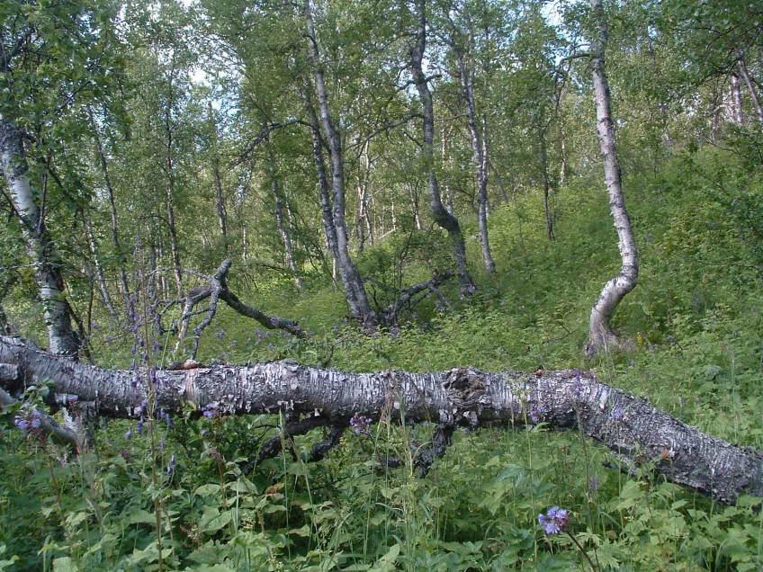 En gles fjällbjörkskog med en liggande trädstam i förgrunden. Foto.