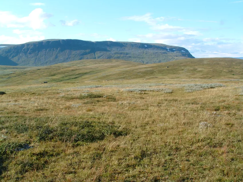 En hed med ett blåa fjäll i bakgrunden. Foto.