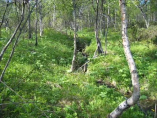 Undervegetation i fjällbjörkskog med en lite bäck. Foto.